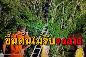 สุดยอดกู้ภัยเมืองคอน! ปีนต้นไม้สูง 6 เมตรจับงูจงอางกลางดึก