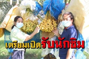 เตรียมเปิด \'สวนอินทผลัม\' บ้านโสกทรายกระตุ้นเศรษฐกิจภาคเกษตรฝ่าวิกฤติโควิด