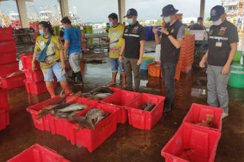 ผบ.ทร.เร่ง ศรชล.แก้ปัญหากรณีพบซากฉลามหูดำวางขายเกลื่อนตลาดปลาภูเก็ต