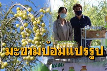 สุดยอด! เกษตรกรตำบลน้ำพุปลูกมะขามป้อมยักษ์แปรรูปน้ำสมุนไพรเพื่อสุขภาพ