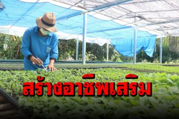 สาวพิจิตรสร้างอาชีพเสริมเพาะต้นกล้า \'พริก-ผักสวนครัว\' รายได้งาม