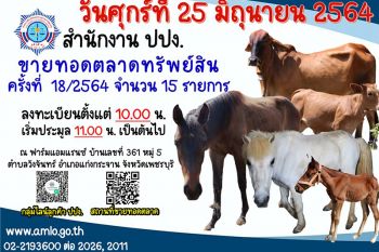 เตรียมเงินไว้เลย! ปปง.ขายทอดตลาด\'แม่วัว-ม้าพันธุ์ดี\'ราคาเริ่มต้นหลักหมื่นถึงหลักล้าน