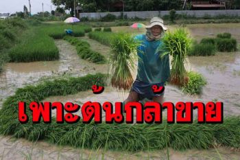 สุดยอด! ยายชาวนากาฬสินธุ์เพาะพันธุ์ต้นกล้าขายรายได้ดีกว่าขายเมล็ดข้าวเปลือก