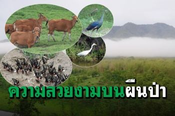 ส่องสัตว์ในเขตรักษาพันธุ์สัตว์ป่าห้วยขาแข้ง...พื้นที่ป่าอนุรักษ์ยังสมบูรณ์