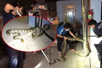 กู้ภัยพัทยาจับงูเหลือมยาว4เมตร เขมือบลูกแมวพุงป่อง เลื้อยติดซอกเสา