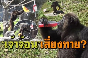 ชมความน่ารัก\'เจ้าจ้อน\'ลิงชิมแปนซีแสนรู้! ทายผลบอลยูโรบิ๊กแมทซ์\'อังกฤษ-เยอรมัน\'