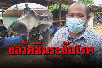 เกษตรกรร้องสื่อวอนนายกฯ เร่งหาวัคซีนคุมโรคลัมปีสกิน