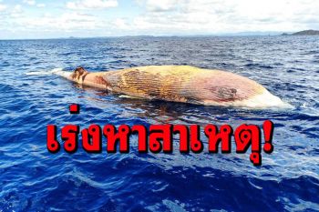 พบซากวาฬบรูด้าลอยอืดกลางทะเล\'เกาะทะลุ\' เร่งกู้ซากผ่าพิสูจน์สาเหตุการตาย