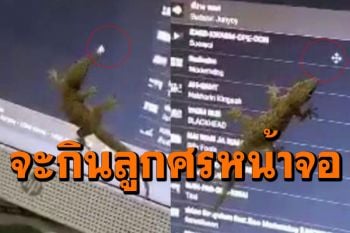 คงหิวจัด! \'จิ้งจก\'ไต่หน้าจอคอมพิวเตอร์ หวังกินลูกศรเมาส์ คงนึกว่าเป็นแมลง