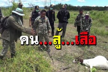 วินาทีชีวิต!ชายวัย61เล่าประสบการณ์ระทึก แย่งแพะจากปาก‘เสือ’