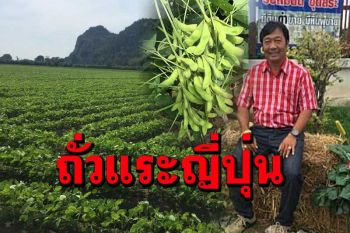 อุทัยธานีส่งเสริมปลูก \'ถั่วแระญี่ปุ่น\' รายได้ไม่ขาดมือในช่วงไม่ทำนา