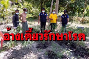 หนุ่มใหญ่สูบกัญชาหลอนไม่กล้าอยู่บ้าน จนท.ลุยสอบที่บ้านพบปลูกกัญชาเพียบ