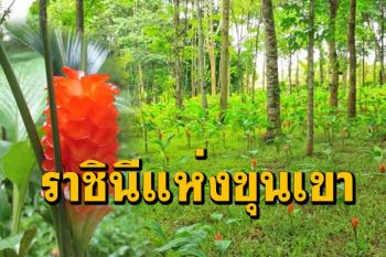 พาไปดูทุ่งราชินีแห่งขุนเขาตะวันตก ความงามในป่าธรรมชาติที่ อช.น้ำตกพาเจริญ