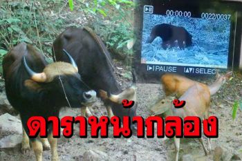 ฮือฮา! \'สมเสร็จ หมีควาย หมีหมา\' เดินโชว์หน้ากล้องดักถ่ายในป่าเพียบ