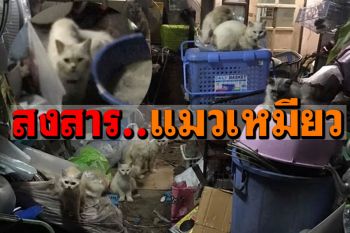 (คลิป) คนรักสัตว์สลดใจ! เพาะแมวเปอร์เซียขาย เลี้ยงสกปรกป่วยเป็นโรค-ซากแมวตายในบ้าน