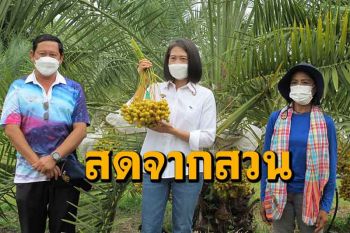 ททท.ราชบุรีชวนสั่งซื้ออินทผลัมทางออนไลน์ช่วยเกษตรกรลดการแพร่ระบาดโควิด