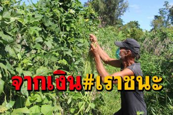 สุดยอด!ลุงเมืองโอ่งได้เงิน \'เราชนะ\' 7 พันต่อยอดปลูกแตงถั่วขายได้เงินกว่า 7 หมื่น