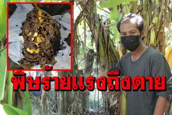 เตือนอันตราย! อย่าเข้าใกล้รังต่อพิษร้ายแรงถึงชีวิตหลังแม่เฒ่าถูกรุมต่อยดับเจ็บอีก 2
