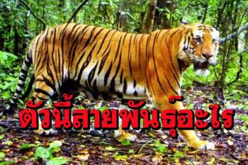 ใครรู้บ้าง? ทั่วโลกมี \'เสือโคร่ง\' ทั้งหมดกี่สายพันธุ์