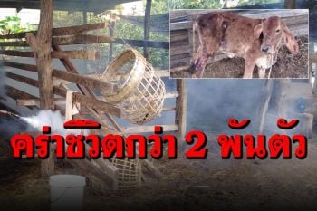 โรคลัมปีสกินคร่าชีวิต \'โค-กระบือ\' มากกว่า 2,000 ตัว
