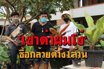 ตามดูเส้นทาง \'ถูกคนด่าโง่\' ซื้อกล้วยด่างพันธุ์ \'แดงอินโด\' 1 ล้านบาทไปทําอะไร