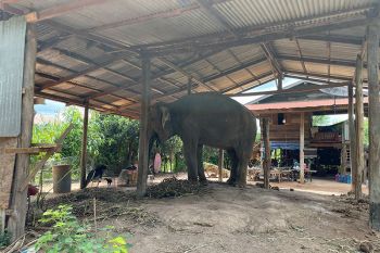 พิษโควิดทำช้างไทยตกงาน เพื่อไทยวอนรัฐช่วยด่วน แนะจ่ายเยียวยา 6 เดือน