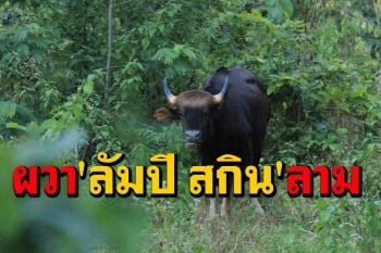 เร่งป้องกัน\'ลัมปี สกิน\'ระบาดในสัตว์ป่าหลังผลตรวจซากกระทิงกุยบุรีเป็นบวก