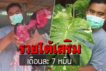 หนุ่มสุโขทัย \'เพาะไม้ด่าง-เลี้ยงไก่แปลก 6 สายพันธุ์\' สร้างรายได้เสริมเดือนละ 7 หมื่นบาท