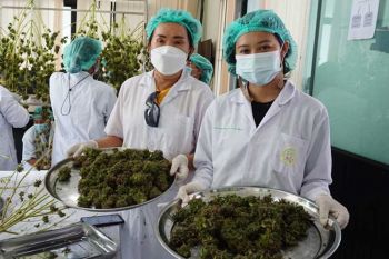 วิสาหกิจชุมชนเพลาเพลินฯเก็บเกี่ยวช่อดอก CBD Charlotte\'s Angel ส่งมอบองค์การเภสัชฯรอบแรก