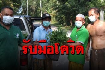 \'ปัตตานี\' นำต้นกล้า \'ฟ้าทะลายโจร\' ไปปลูกไว้กินต้านการระบาดโควิด