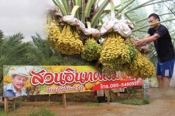 อยู่ไม่ไกลกรุงเทพฯ! ชวนเที่ยว ชม ชิม ช้อป แชะ \'สวนอินทผลัมลุงวินัยจอมบึง\'