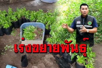 เกษตรสุโขทัยเร่งขยายพันธุ์ฟ้าทะลายโจรแบ่งปันเพื่อนบ้านป้องกันโควิด