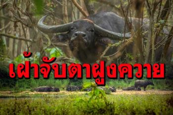 เฝ้าระวังเข้ม! หวั่นโรค \'ลัมปี สกิน\' ระบาดในฝูงควายป่าห้วยขาแข้ง