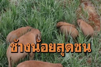 ชุลมุน! ชมความน่ารัก‘ลูกช้างป่า’ วิ่งเล่นซุกซนในยูนนาน (คลิป)