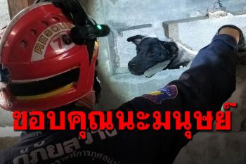 \'เจ้าตูบ\'ทำหน้าเศร้า ติดซอกกำแพง กู้ภัยต้องทุบกำแพงช่วย
