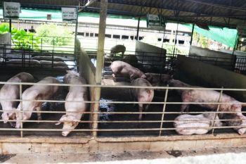 พัทลุงเปิดจุดทำความสะอาด-พ่นยาฆ่าเชื้อ ป้องกันโรคอหิวาห์แอฟริกาในสุกร