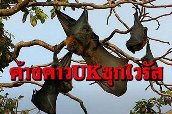 วิจัยพบ‘ไวรัสโคโรนา’เอี่ยวโควิด-19 ในค้างคาวเกือกม้าสหราชอาณาจักร