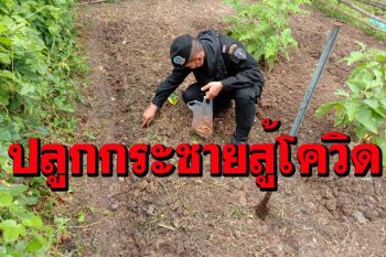 ‘ทหารพรานอรัญฯ’ลุยปลูก‘กระชายขาว’ตามจุดตรวจ-แจกชาวบ้าน หวังเป็นสมุนไพรสู้โควิด