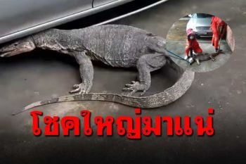 โอ้โห๋\'ตัวเงินตัวทอง\'บุก ผลุบๆโผล่ๆใต้รถยนต์ เลขเด็ดต้องมาแล้ว...!!