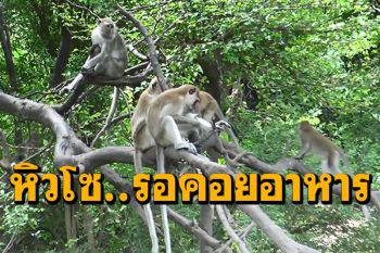 ฝูงลิงหิวโซ! \'ช่องเขาน้อย-เขาตังกวน\'ทำถนนใหม่-ไร้นักท่องเที่ยว ลิงนั่งคอยรอคนให้อาหาร