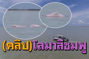 ตื่นตา! พบฝูงโลมาสีชมพู โผล่อวดโฉมเล่นน้ำ โชว์นทท.อ่าวปากนคร-แหลมตะลุมพุก