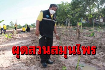 นายกเล็กคำเหมือดแก้ว ผุดสวนสมุนไพรพื้นบ้านคลังยาป้องกันช่วยผู้ป่วยต้านเชื้อโควิด