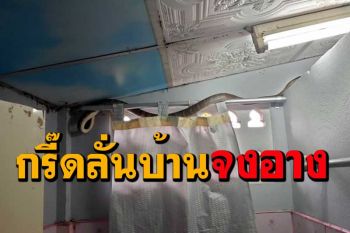 สาวชาวสวนกรี๊ดลั่นบ้าน! จงอางเลื้อยขึ้นหลังคาลงมาซ่อนใต้ตู้เสื้อผ้า