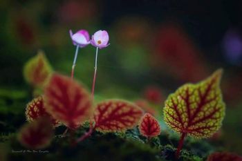 ชม \'บีโกเนีย\' ความงามช่วงฤดูฝนที่หาดูยากชูดอกเล็กๆน่ารัก