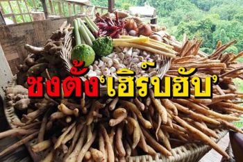เสนอตั้ง‘เฮิร์บฮับ’หลังทั่วโลกยอมรับสมุนไพรไทยคุณภาพสูง เชื่อเพิ่มมูลค่า 5 แสนล้านใน 5 ปี