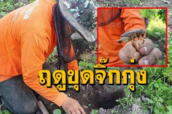 \'ชาวบ้านถ้ำ\' ดอกคำใต้แห่ขุดจิ๊กกุ่งขายสร้างรายได้ทดแทนช่วงวิกฤติโควิด