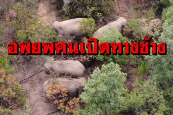 อพยพชาวบ้านกว่า1.5แสนคน เปิดทาง‘โขลงช้างป่า’กลับบ้าน