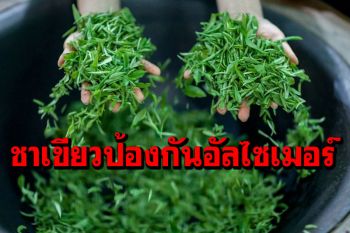 นักวิทย์ค้นพบ ‘ชาเขียว’อาจช่วยป้องกันโรคอัลไซเมอร์