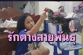 ทึ่ง! คนกับไก่แจ้รักต่างสายพันธุ์อยู่ด้วยกันเหมือนพี่น้องหลังแม่ไก่ถูกแมวกัดตาย