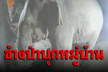 ชาวบ้านผวา ‘ช้างป่าภูหลวง’ บุกหมู่บ้านริมชายป่าหาของกิน (คลิป)